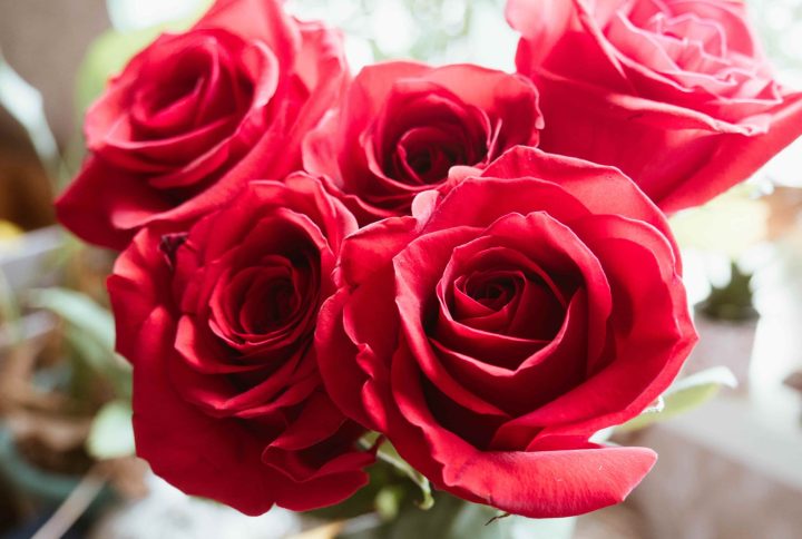 La rosa roja: un símbolo cargado de significado