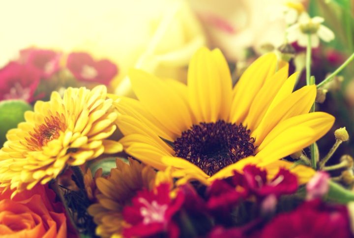 8 flores de verano preciosas y resistentes al calor para tu hogar