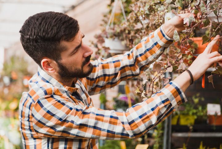 Cómo usar insecticida en plantas correctamente para no dañarlas
