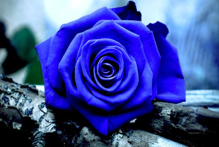 Descifrando el significado de las rosas azules