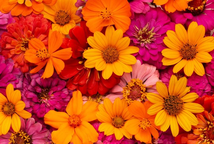 Descubre Cuáles Son las Flores de Primavera Más Bonitas Para Regalar