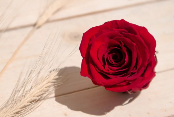 Flores preservadas, la mejor forma de conservarlas para siempre