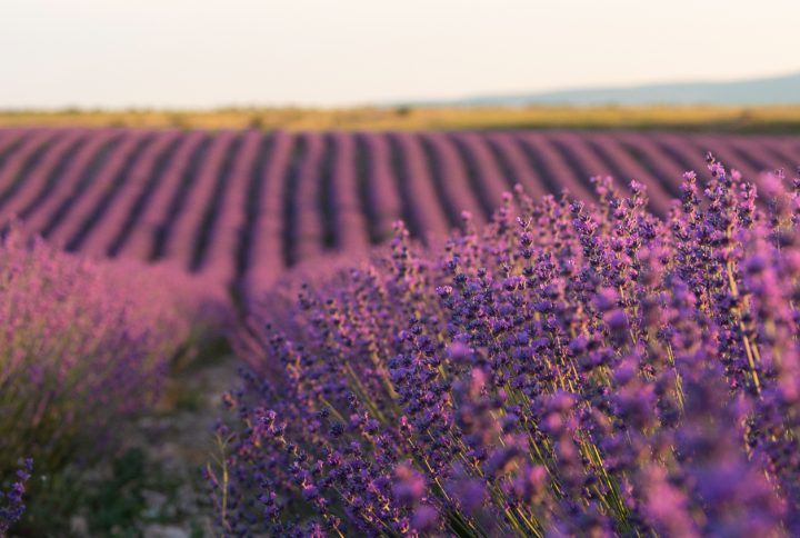 Flores típicas de España: Un recorrido por la belleza y tradición de su flora