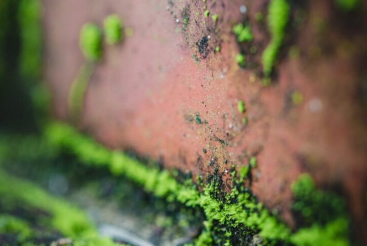 Qué hacer si mi planta tiene moho en la tierra de la maceta