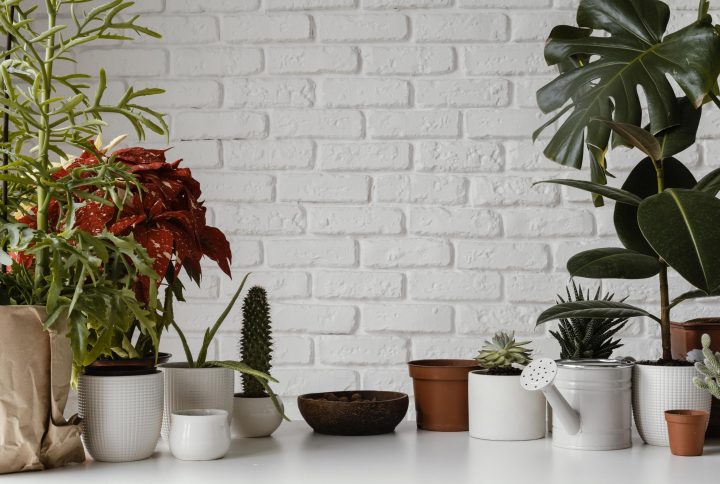 Tipos de macetas y qué tener en cuenta para elegir la correcta