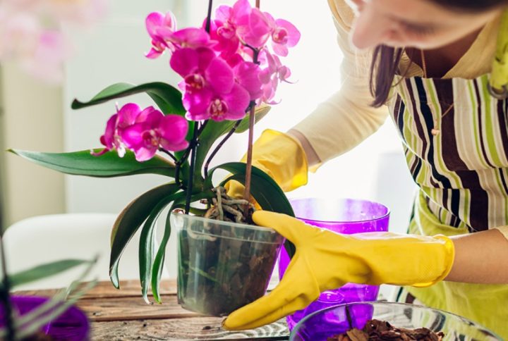 Claves para el cuidado perfecto de las orquídeas