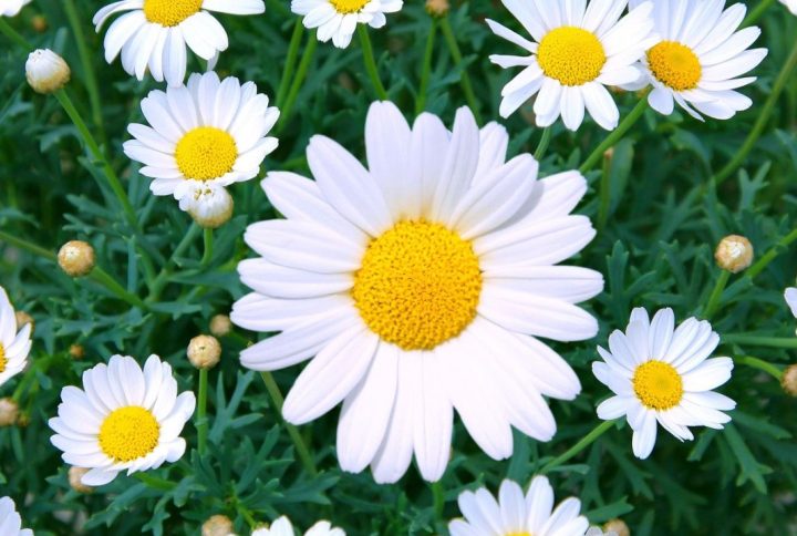 Cómo cuidar las margaritas y potenciar su floración