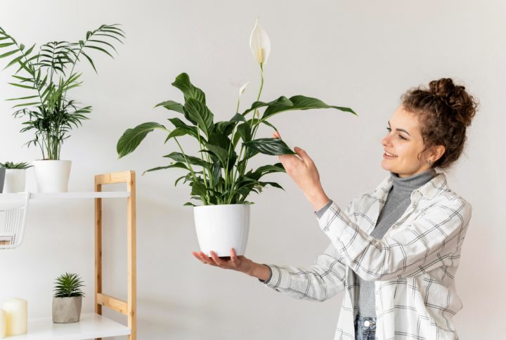 Cómo cuidar plantas de interior: consejos y recomendaciones importantes