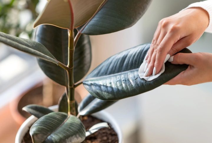 Cómo limpiar las hojas de las plantas y hacer que brillen