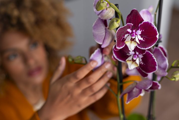 Cómo Podar una Orquídea y en qué Momento Hacerlo