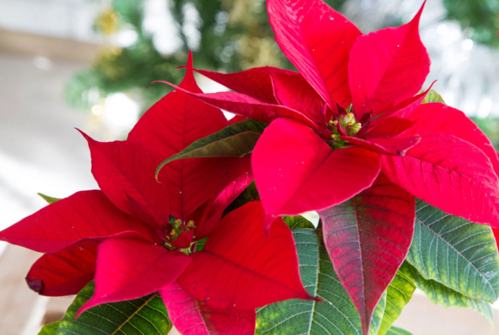 Consejos para cuidar adecuadamente la flor de Pascua