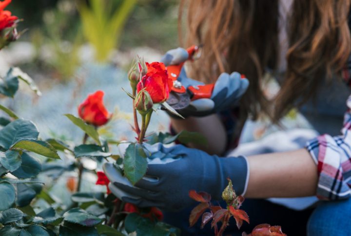 Cómo plantar una rosa: consejos para que tu planta crezca sana y fuerte
