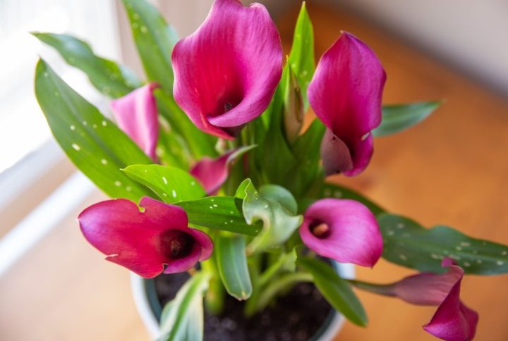 Consejos y recomendaciones sobre el cuidado de las calas o lirios de agua