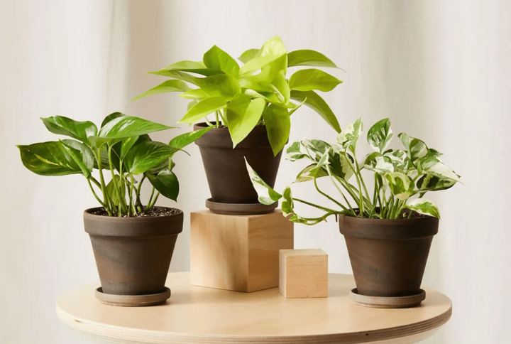 ¿Cuál es la mejor luz para plantas de interior y cuánto tiempo la necesitan?