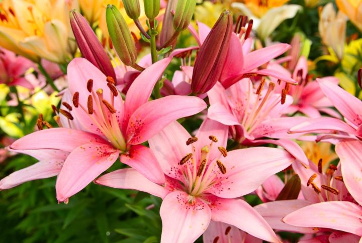 Cuáles son los cuidados de un lirio guía completa