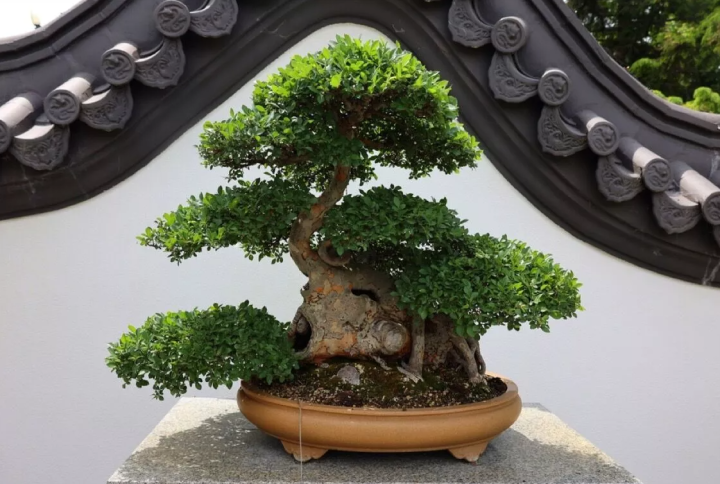Cuáles son los diferentes tipos de bonsái y sus características