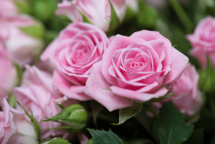 ¿Cuánto tiempo dura una rosa cortada y cómo cuidarla para alargar su vida?