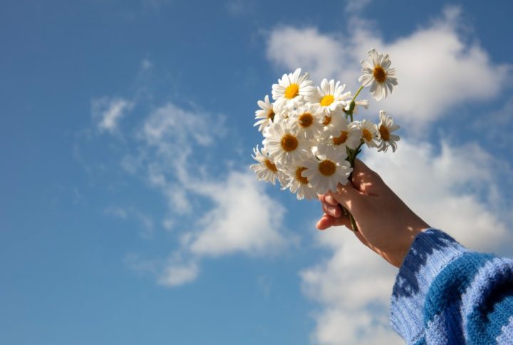 Descubre cuál es el significado de las margaritas y por qué regalarlas
