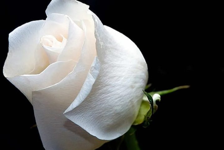 El significado de regalar rosas blancas