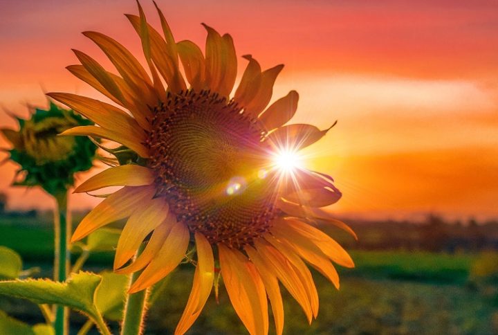 El simbolismo detrás de regalar girasoles