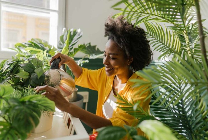 En qué momento del día es mejor regar nuestras plantas