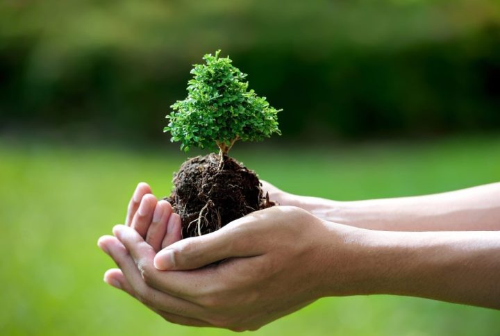 ¿Es difícil cuidar un bonsai? Te explicamos lo que debes tener en cuenta