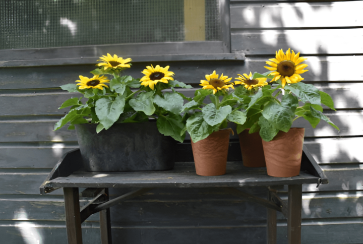 ¿Es posible cuidar un girasol en una maceta? Esto es lo que debes hacer