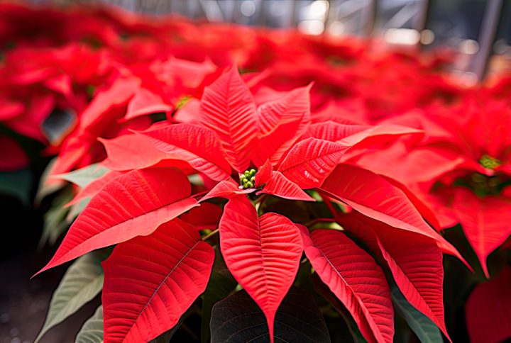 Flor de pascua: cuidados para que dure mucho tiempo