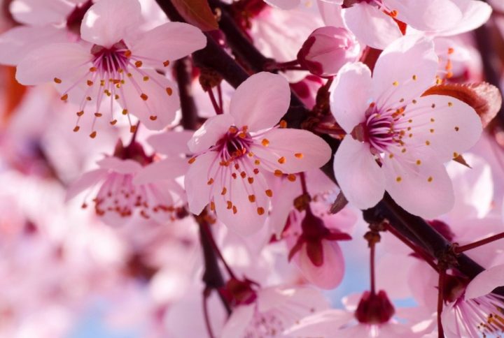 Las partes principales de una flor: conoce su anatomía