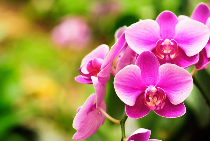 Razones y ocasiones para regalar una orquídea