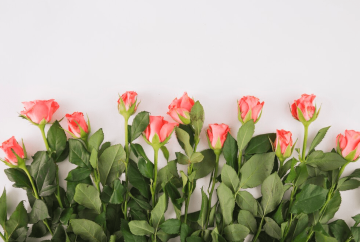 Tipos de rosas más populares y sus características