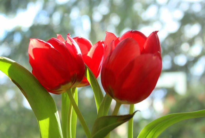 Todo lo que necesitas saber sobre tulipanes: cuidados, floración y colores